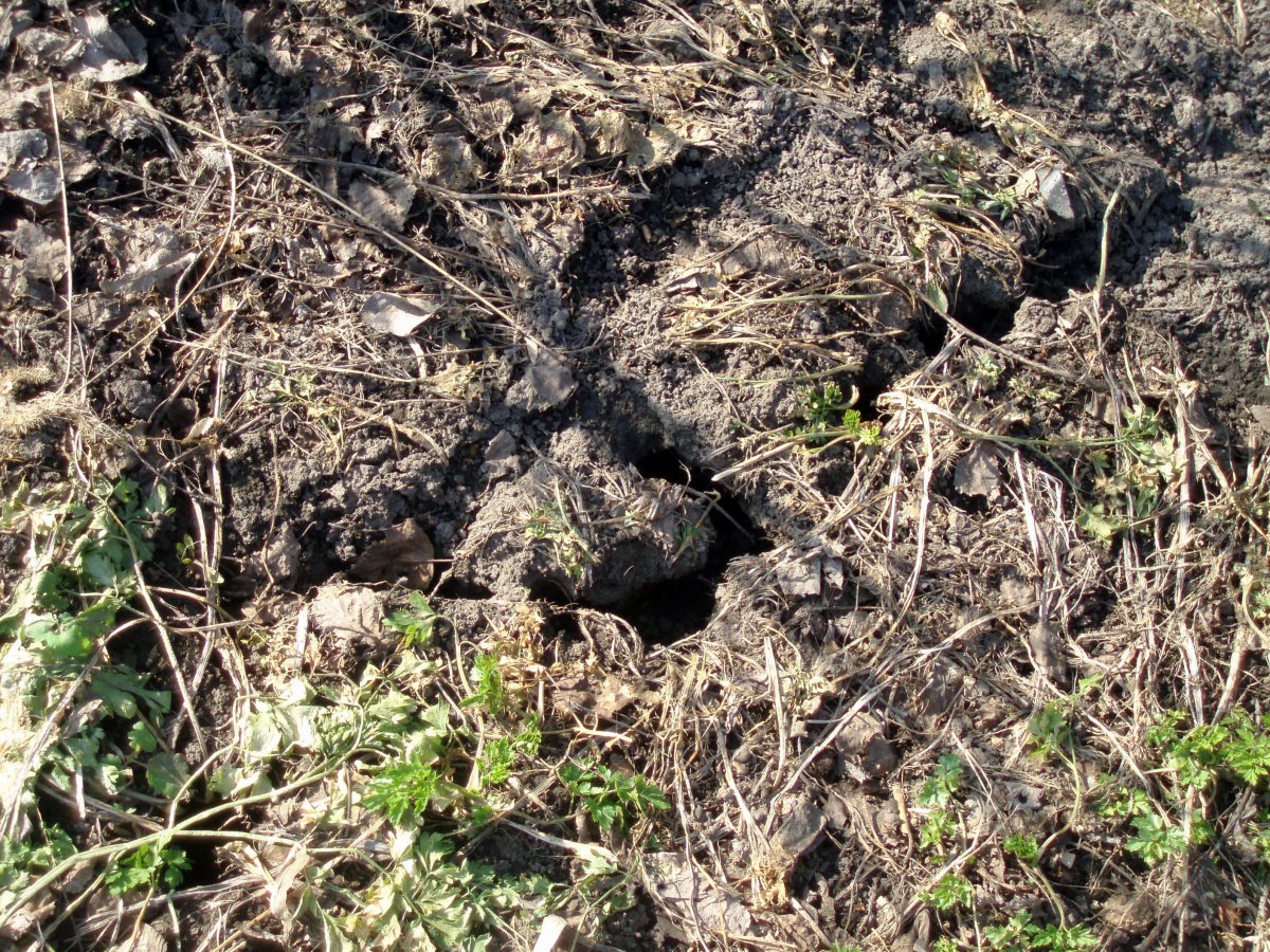 Норы медведки