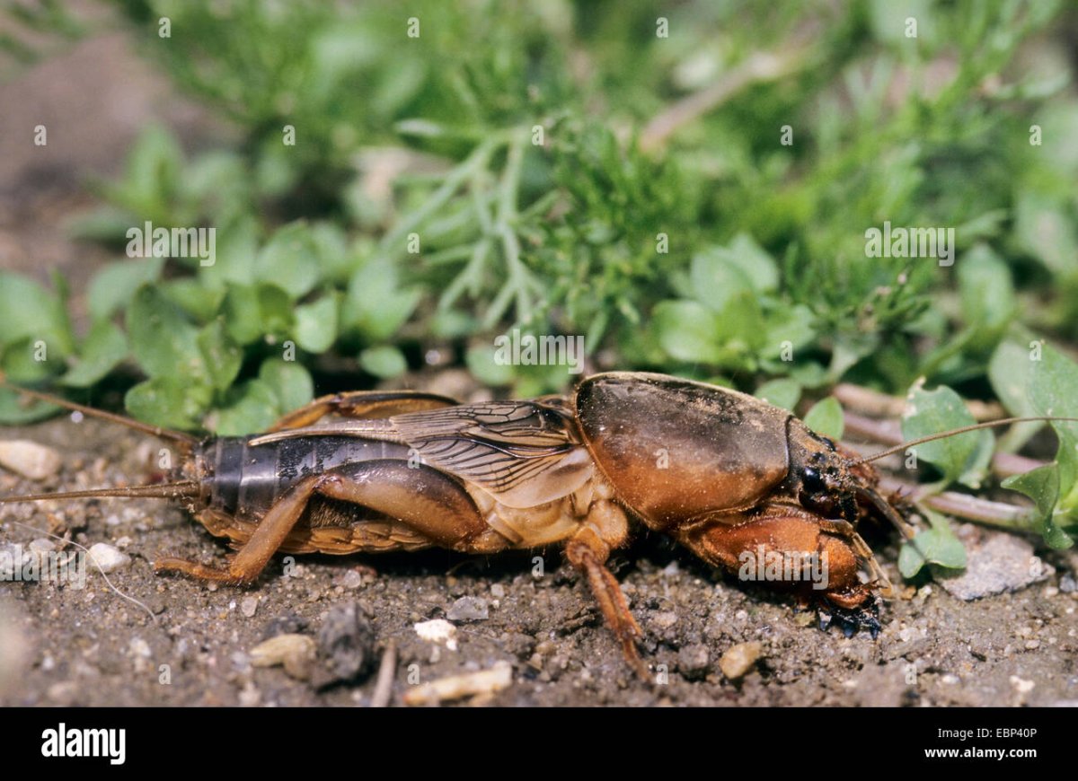 Медведка в в режиме атаки