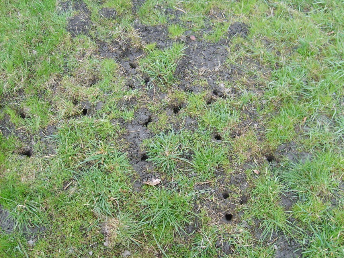 Норы медведки