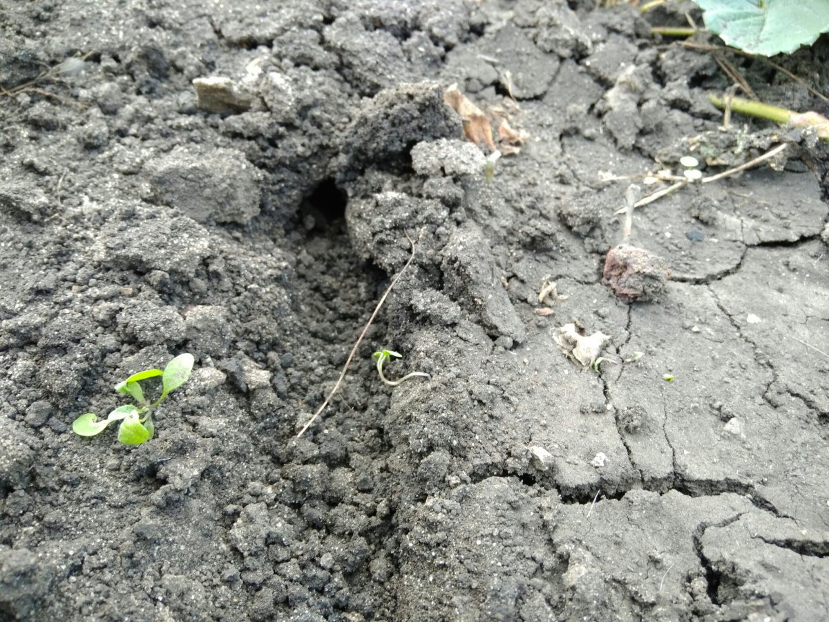 Медведка роет Норы