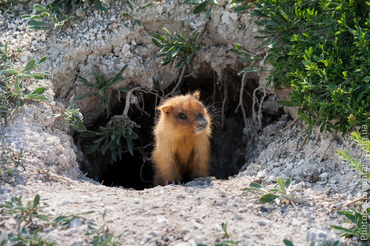 Байбак Нора