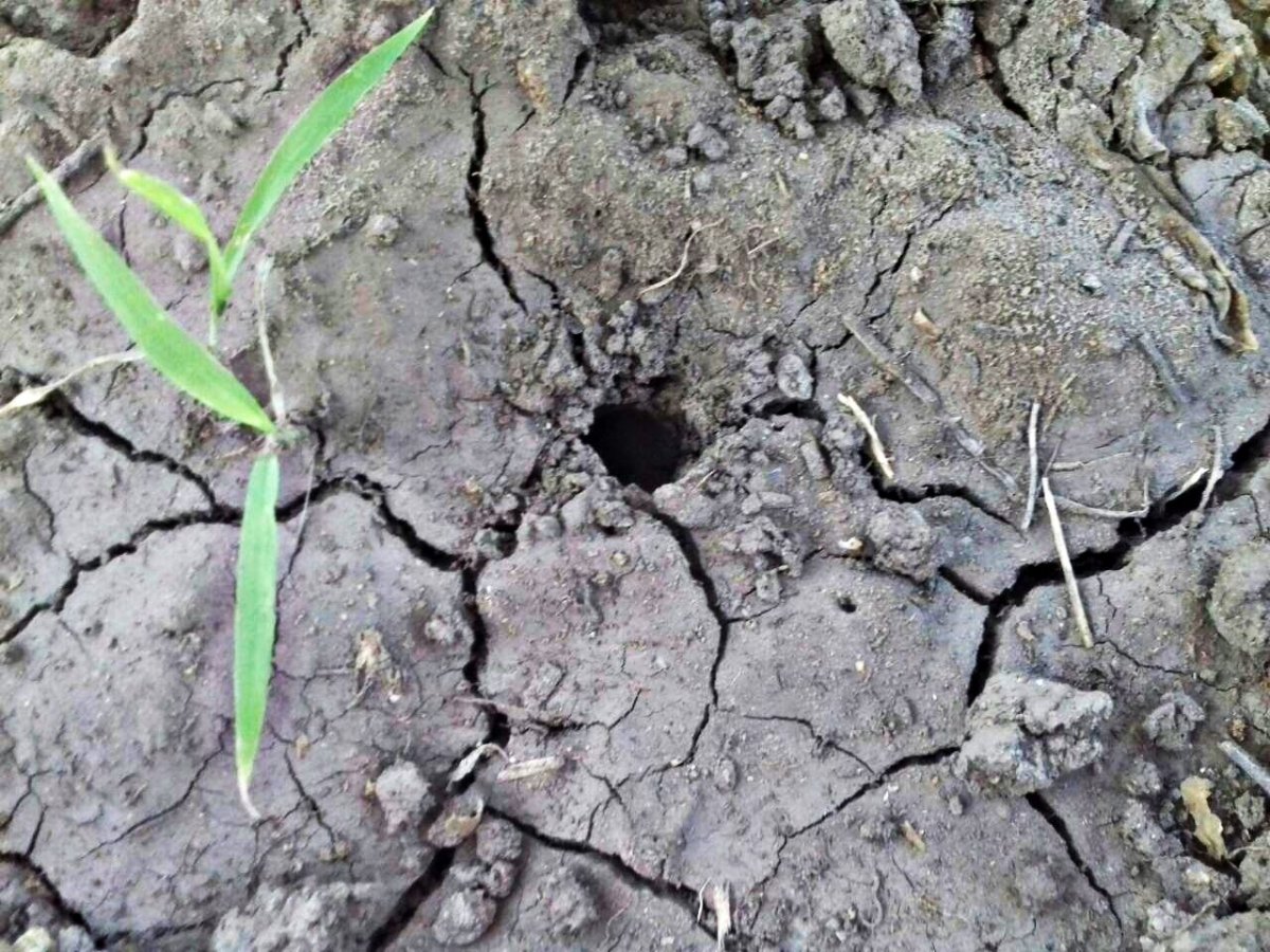 Гнездо медведки