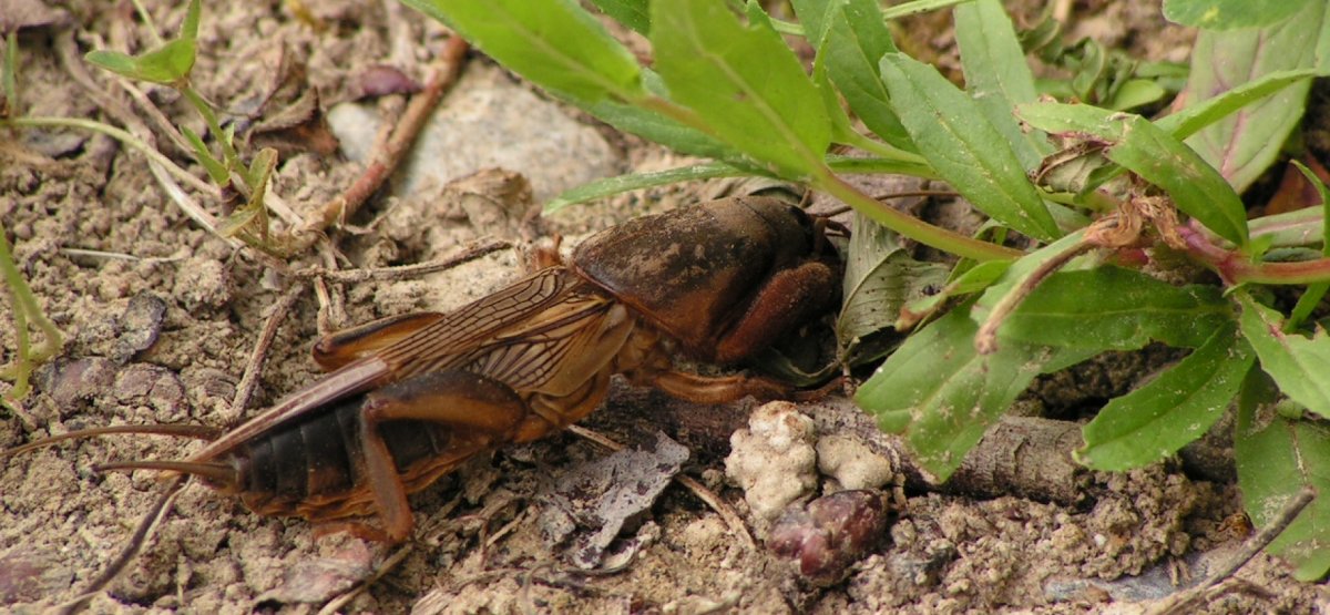 Gryllotalpa Gryllotalpa - медведка