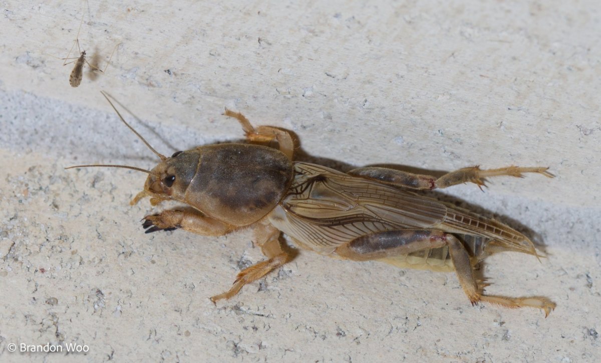 Паук землеройка