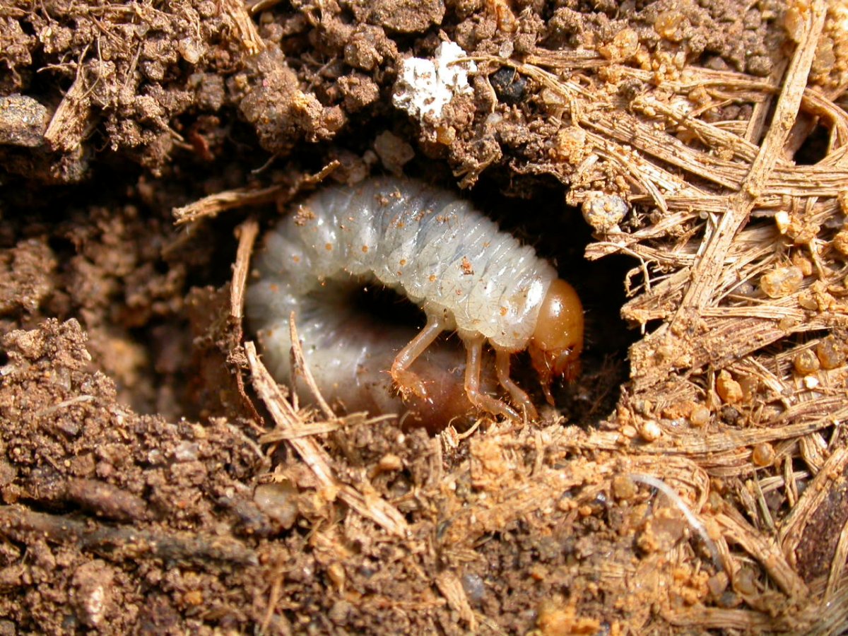 Медведка насекомое личинка