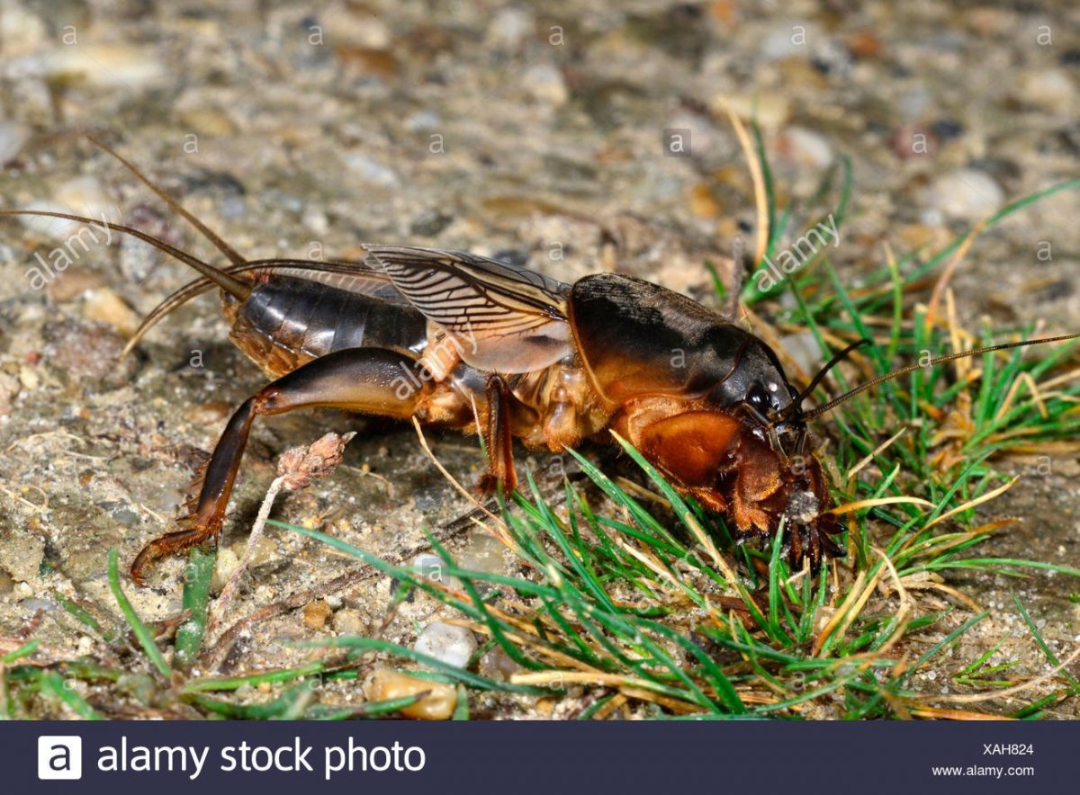 Медведка насекомое на сома