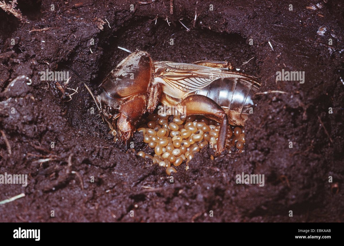 Медведка обыкновенная личинка