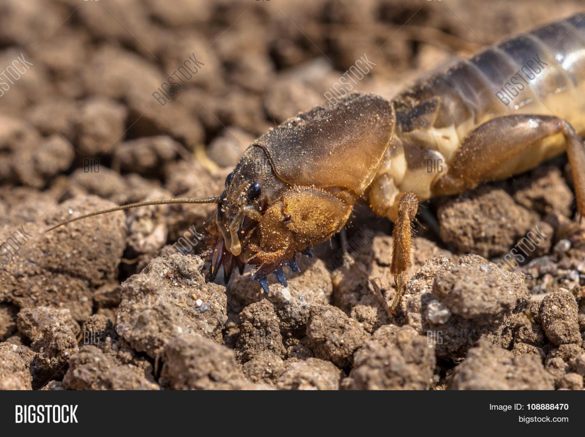 Характерные Норы медведки