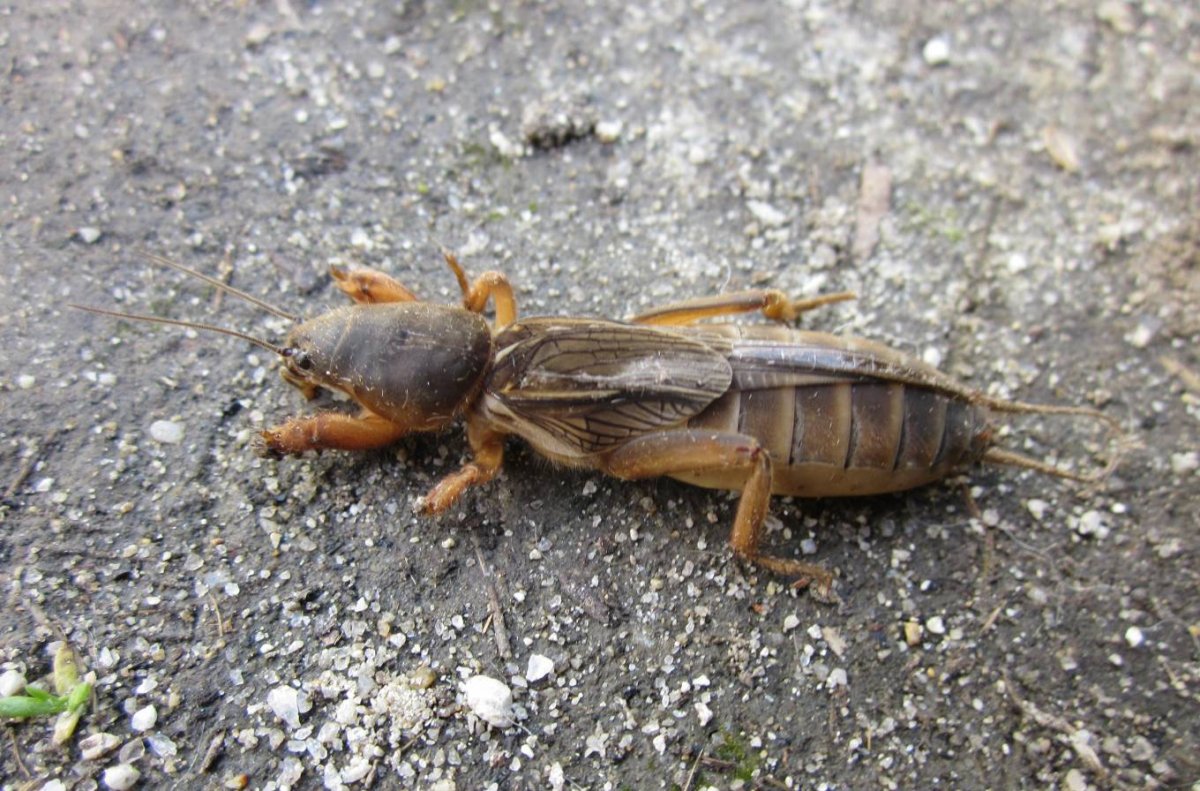 Медведка Дальневосточная