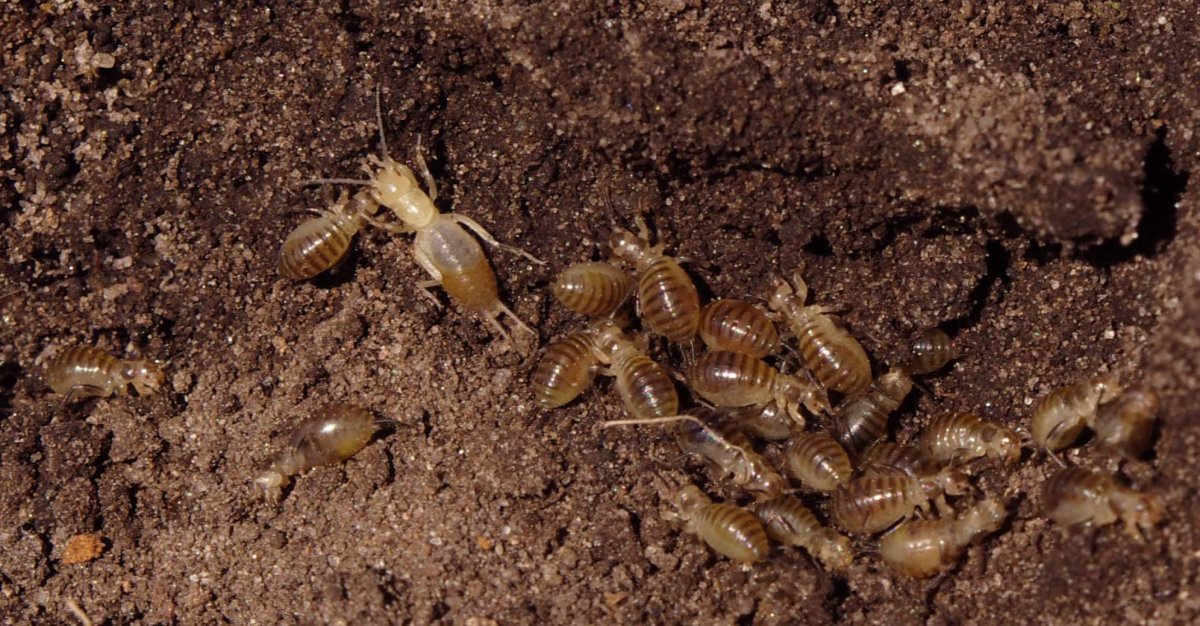 Медведки личинки медведки