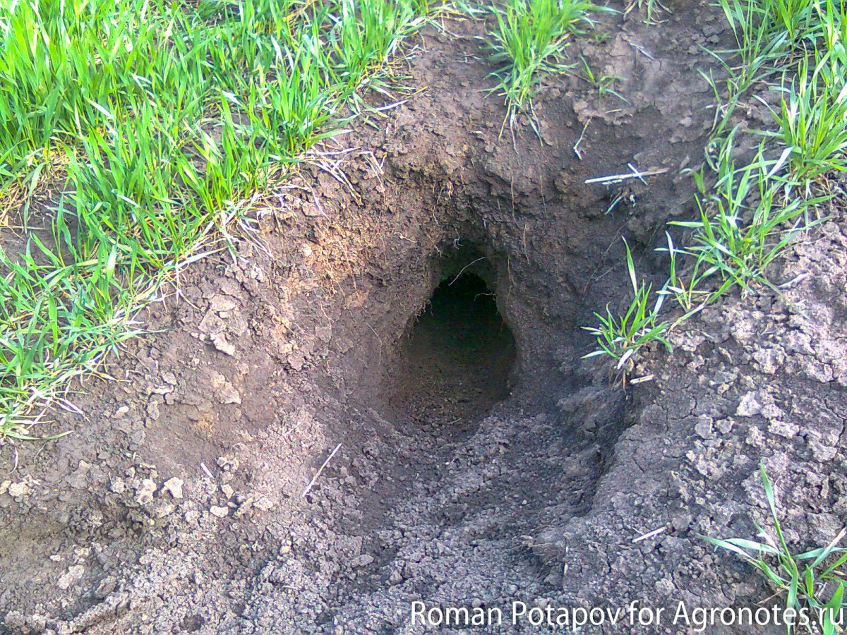 Большая Нора в земле