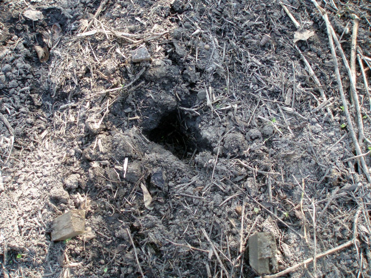 Ходы землеройки