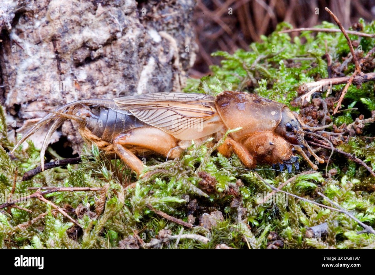 Медведка землеройка