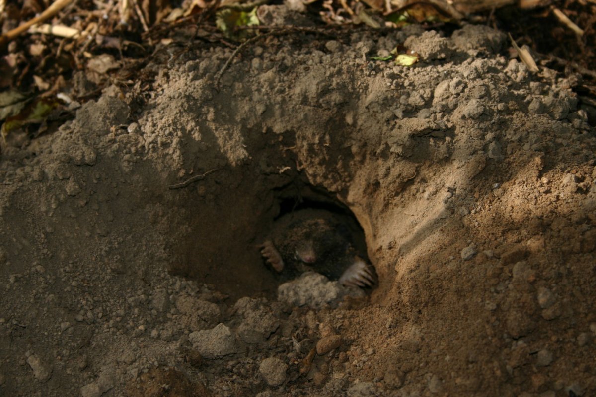 Норы кротов