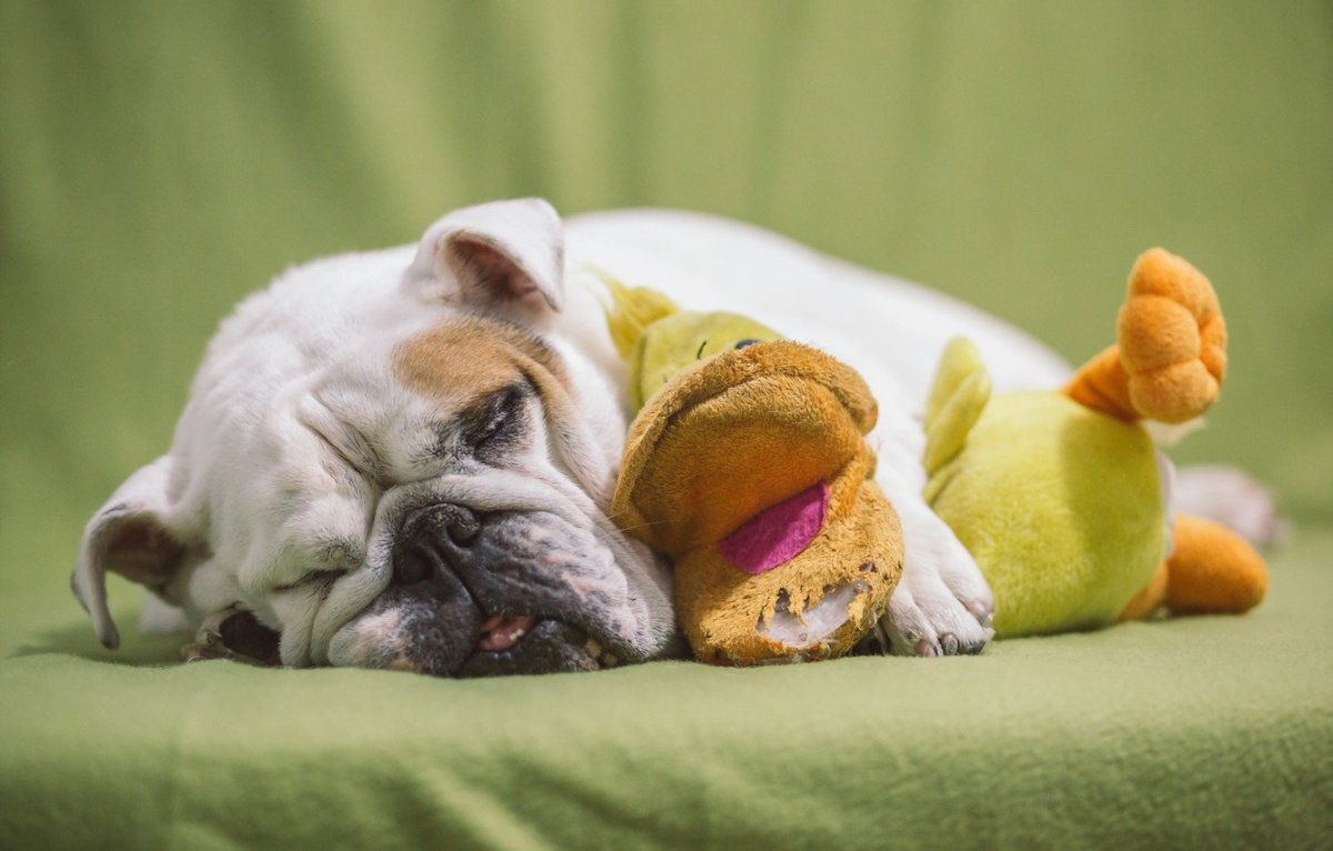 Спящие собаки