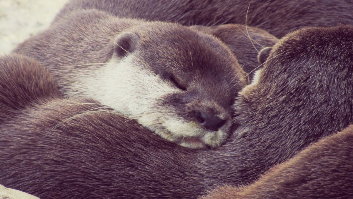 Милые спящие животные