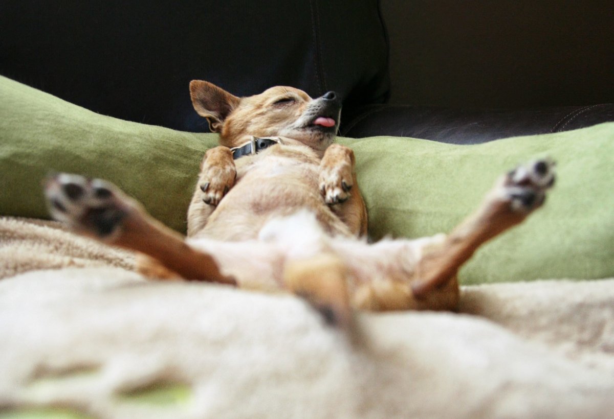 Смешная спящая собака