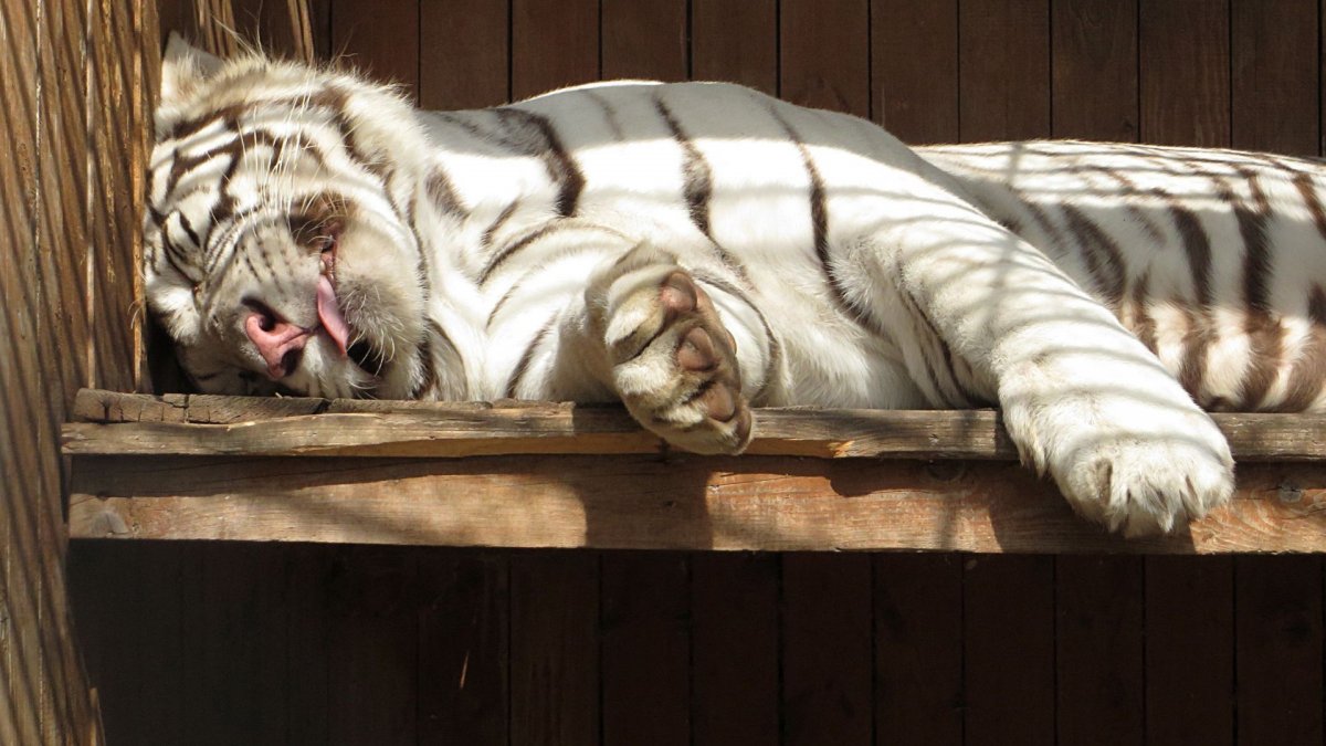 Тигр спит