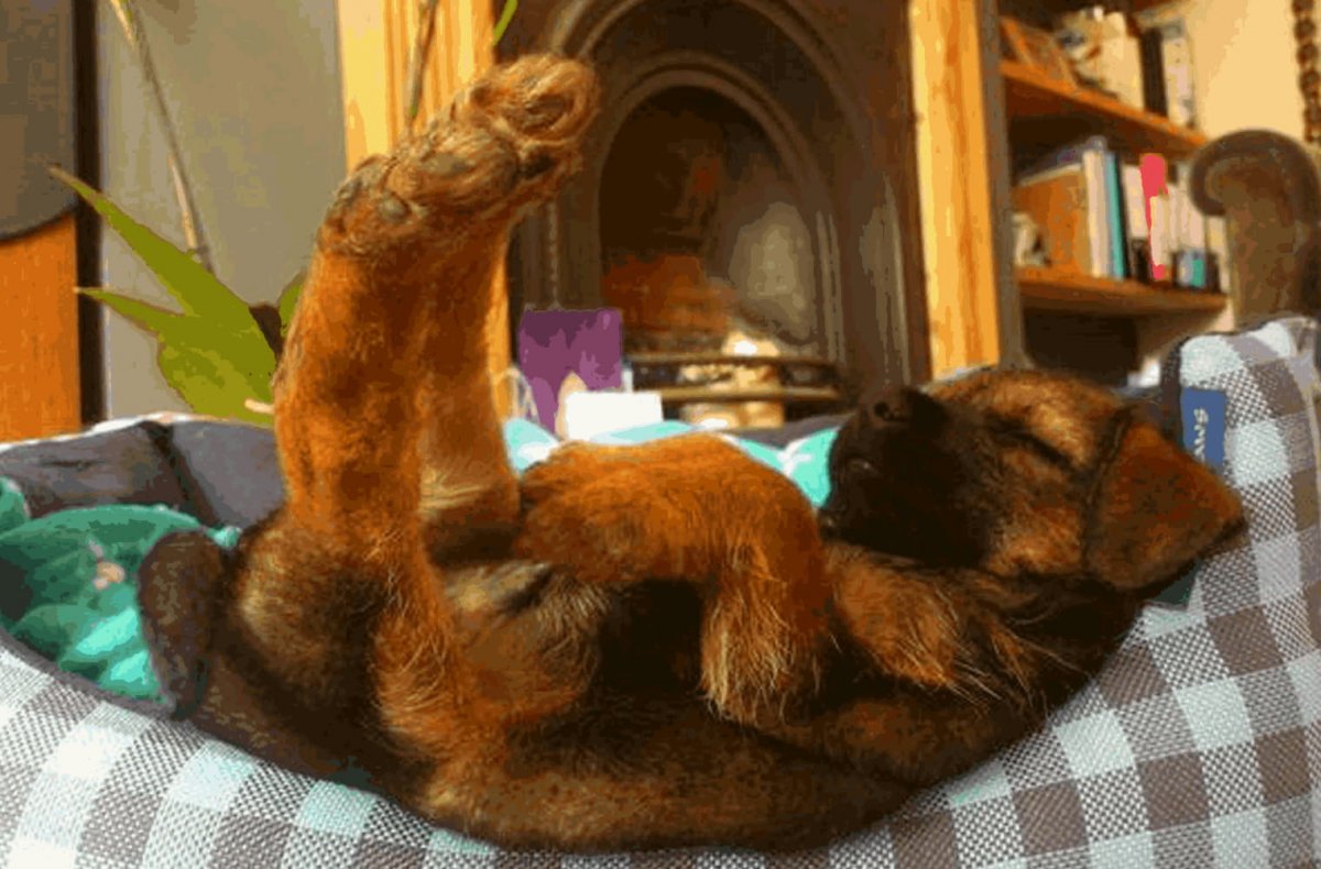 Щенок корги спит