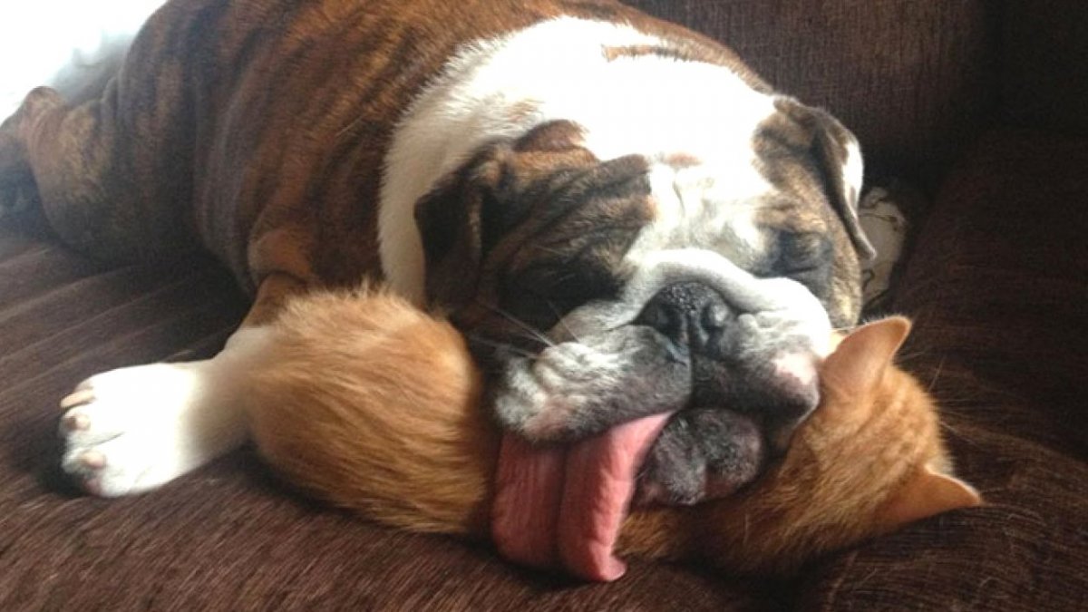 Спящие животные забавные