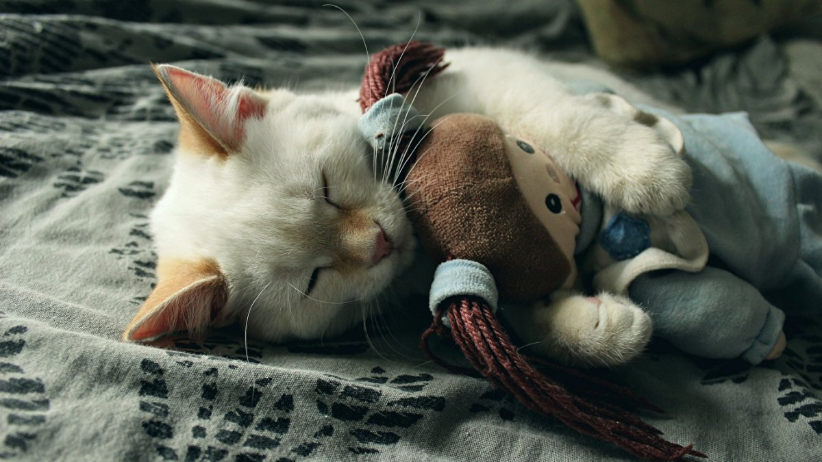 Спящие животные с вываленным языком