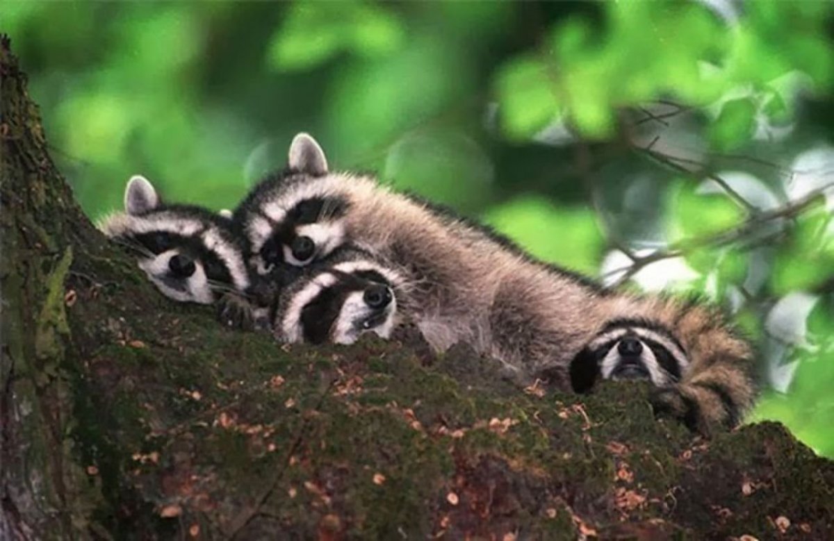 Сонная зверушка