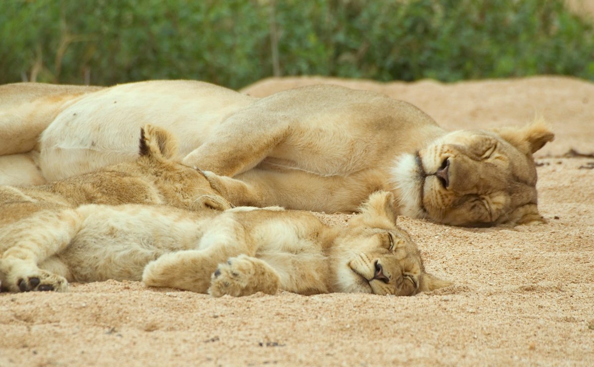 Смешные еноты