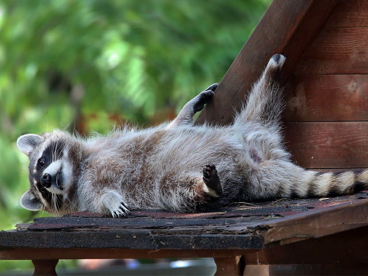 Милые спящие животные