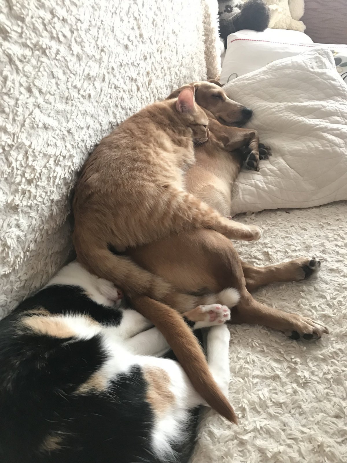 Собака и кошка вместе спят