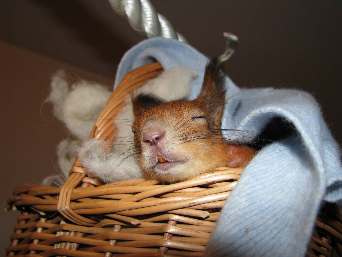 Смешная коала