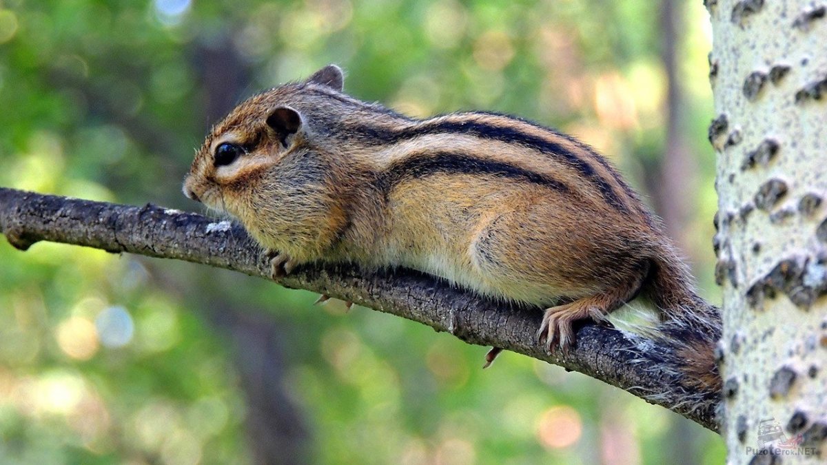 Баргузинский заповедник бурый медведь
