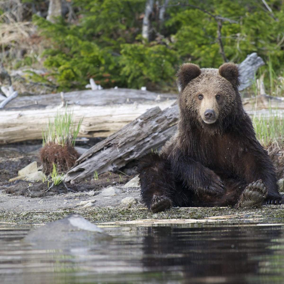 Солонгой Забайкальский