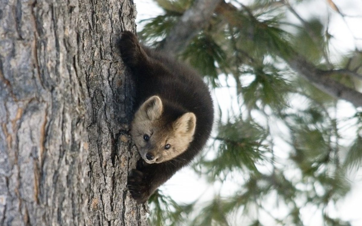 Баргузинский Соболь Байкала
