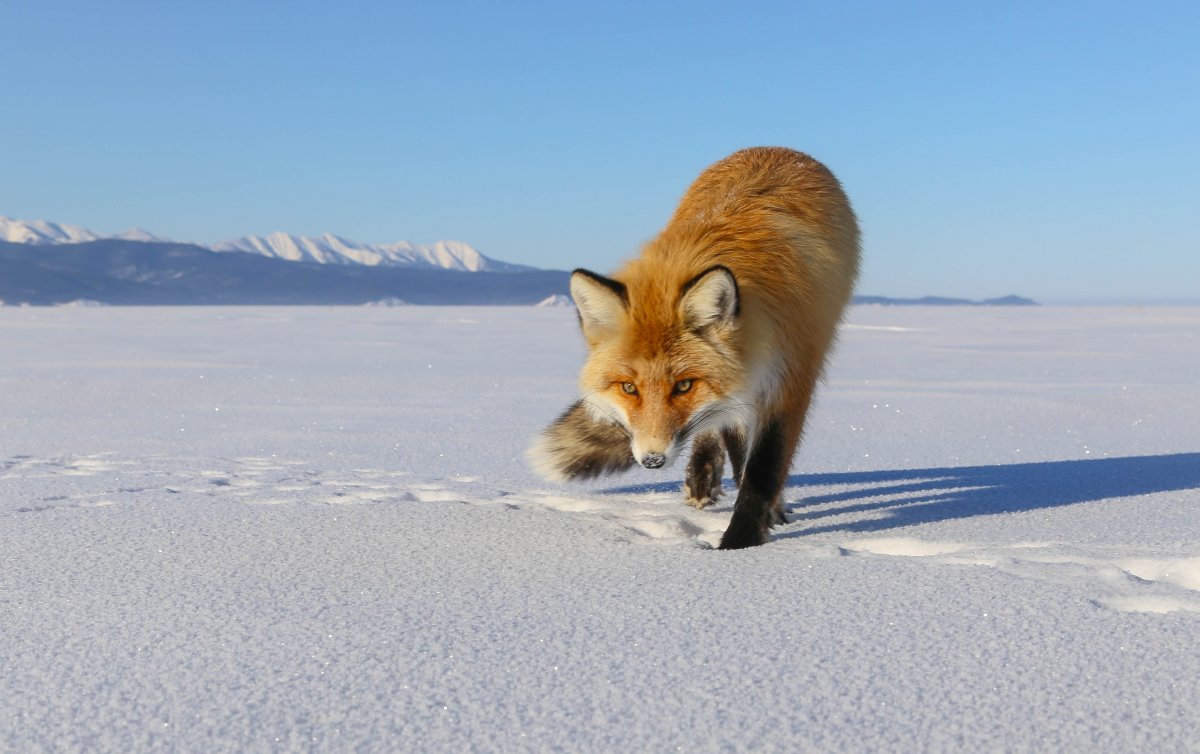 Баргузинский Соболь Байкала