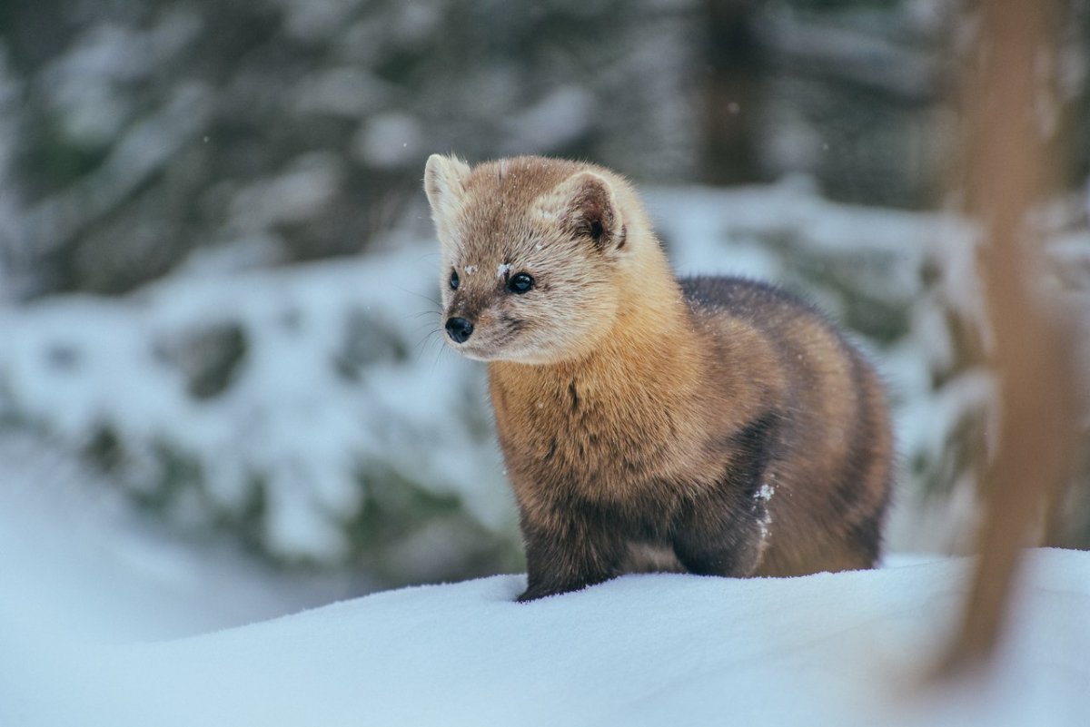 Баргузинский Соболь