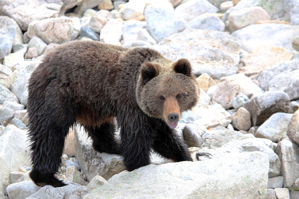 Баргузинский Соболь Байкала