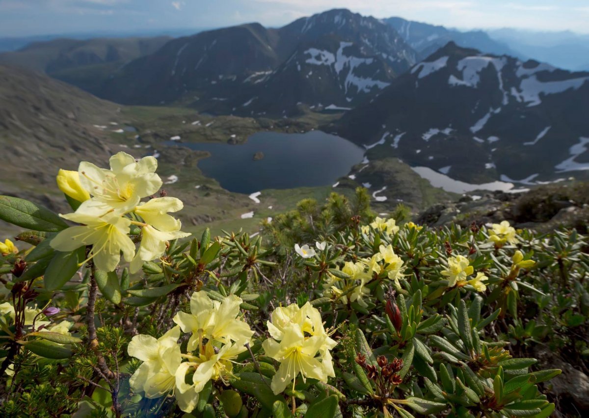 Росомаха Кольский полуостров