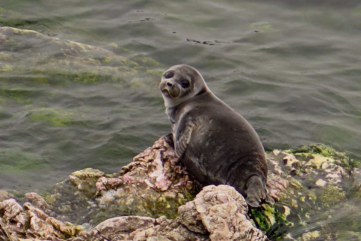 Байкальский Баргузинский Соболь