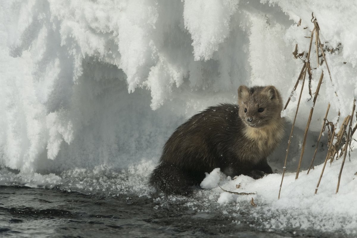 Соболь (зверек сем. Куньих)