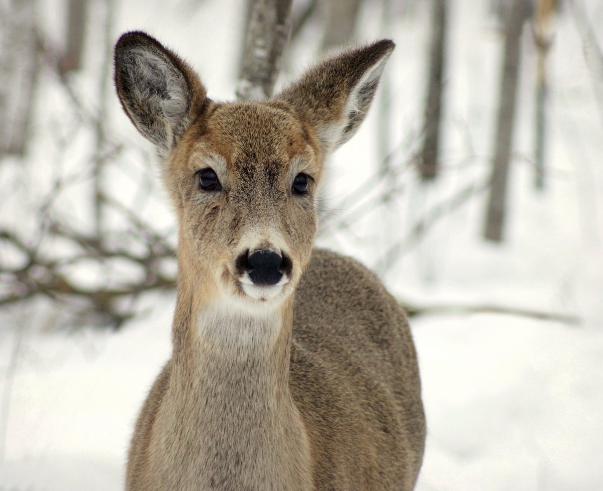 Американская куница белая