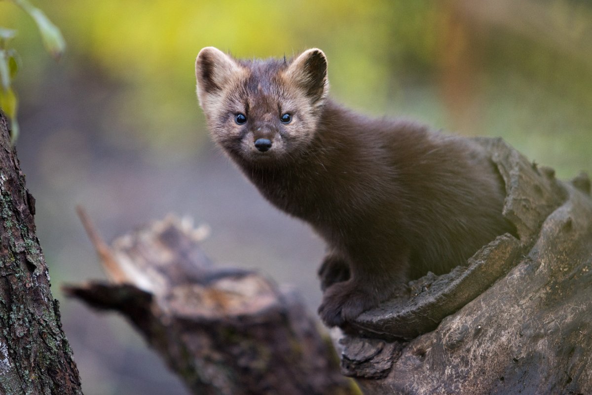 Баргузинский Соболь