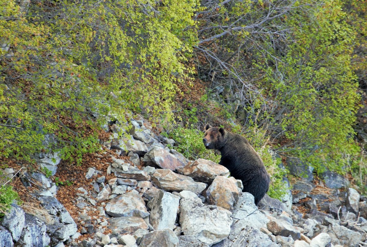 Американская куница