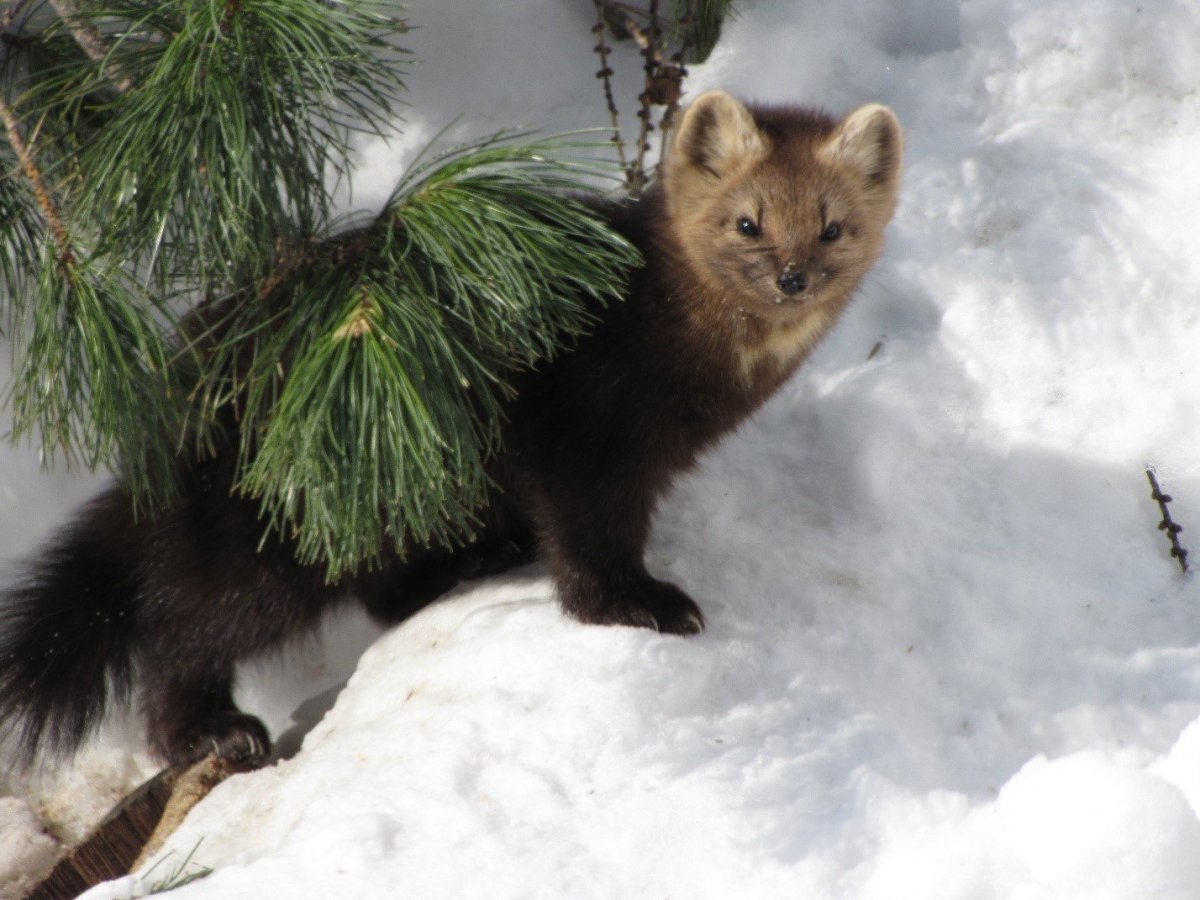 Баргузин Соболь животное