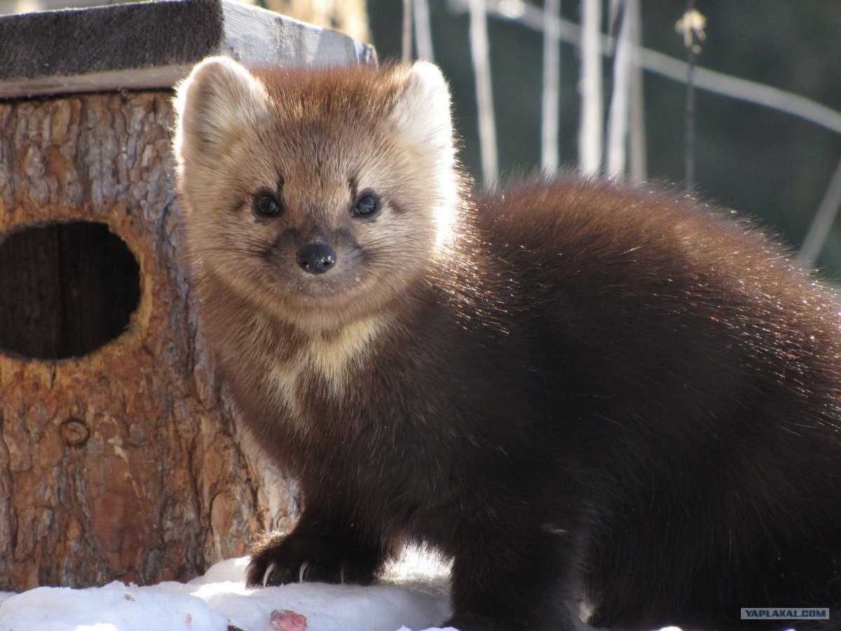 Байкальский биосферный заповедник
