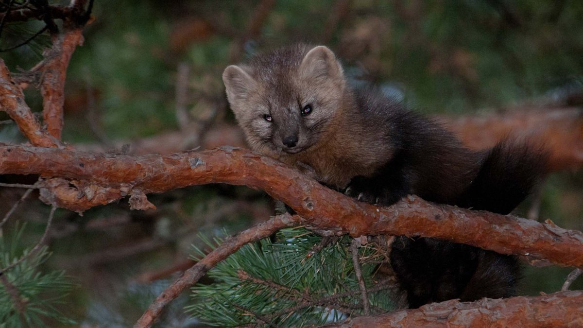 Баргузинский Соболь