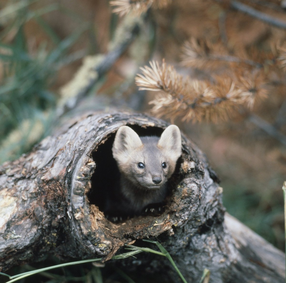 Байкальский Баргузинский Соболь