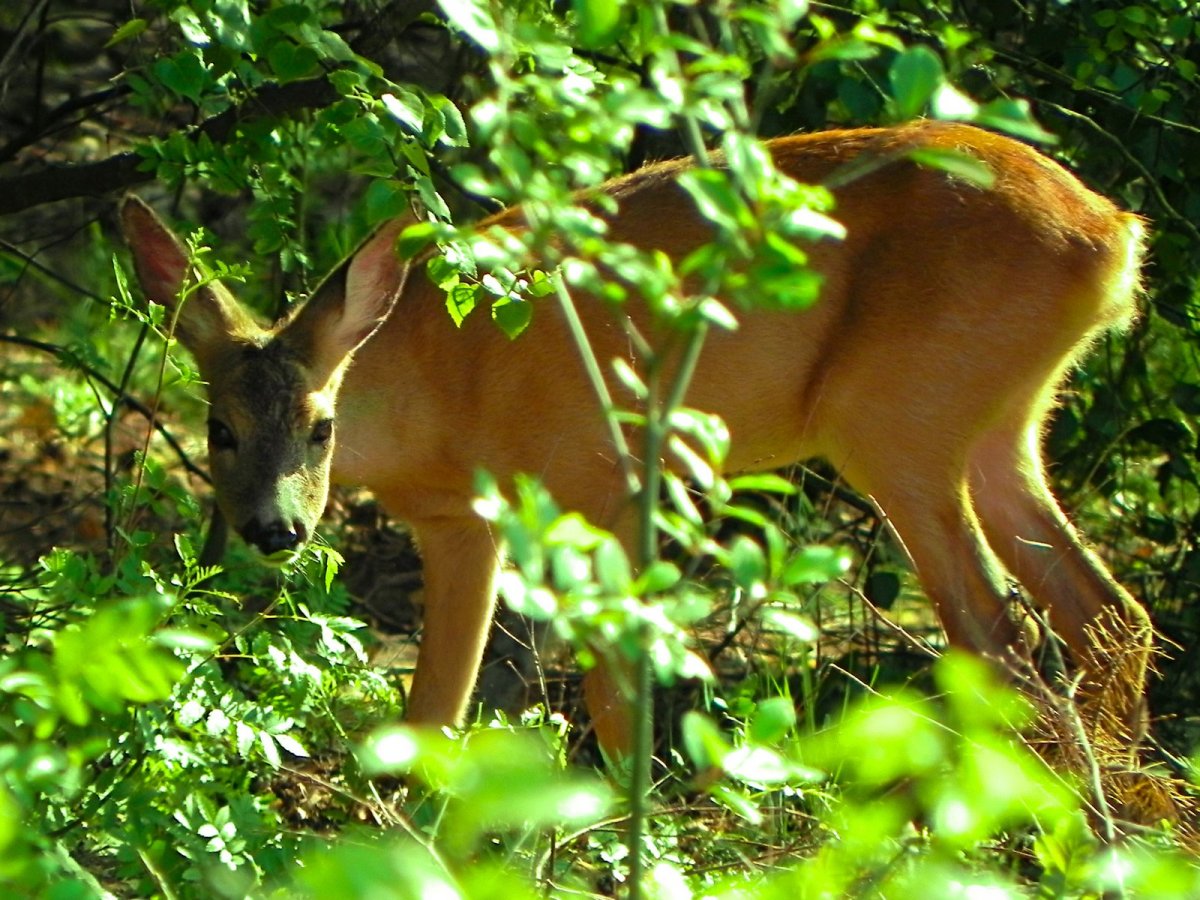 Баргузинский заповедник бурый медведь