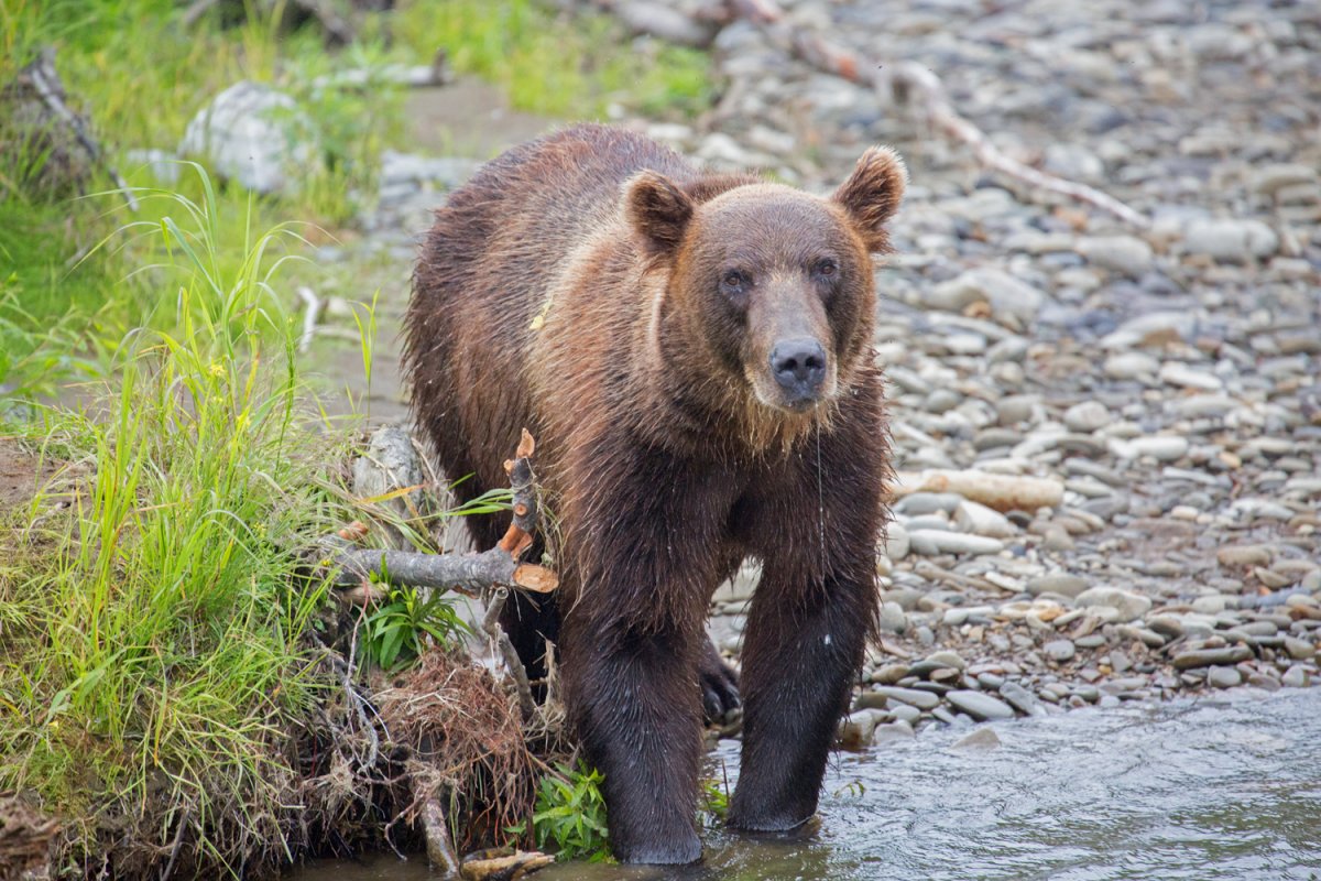 Баргузинский заповедник Соболь