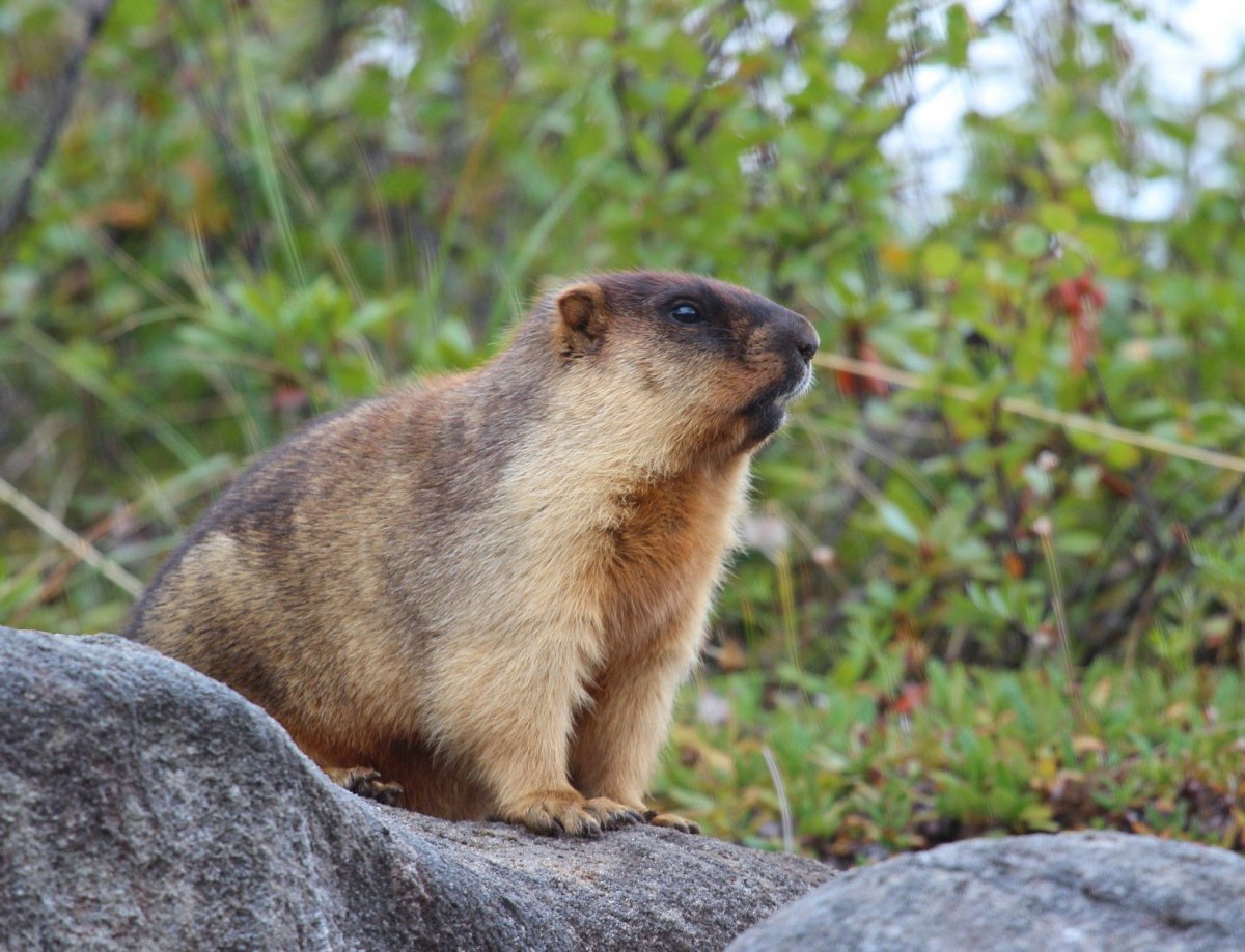 Баргузинский заповедник кабарга