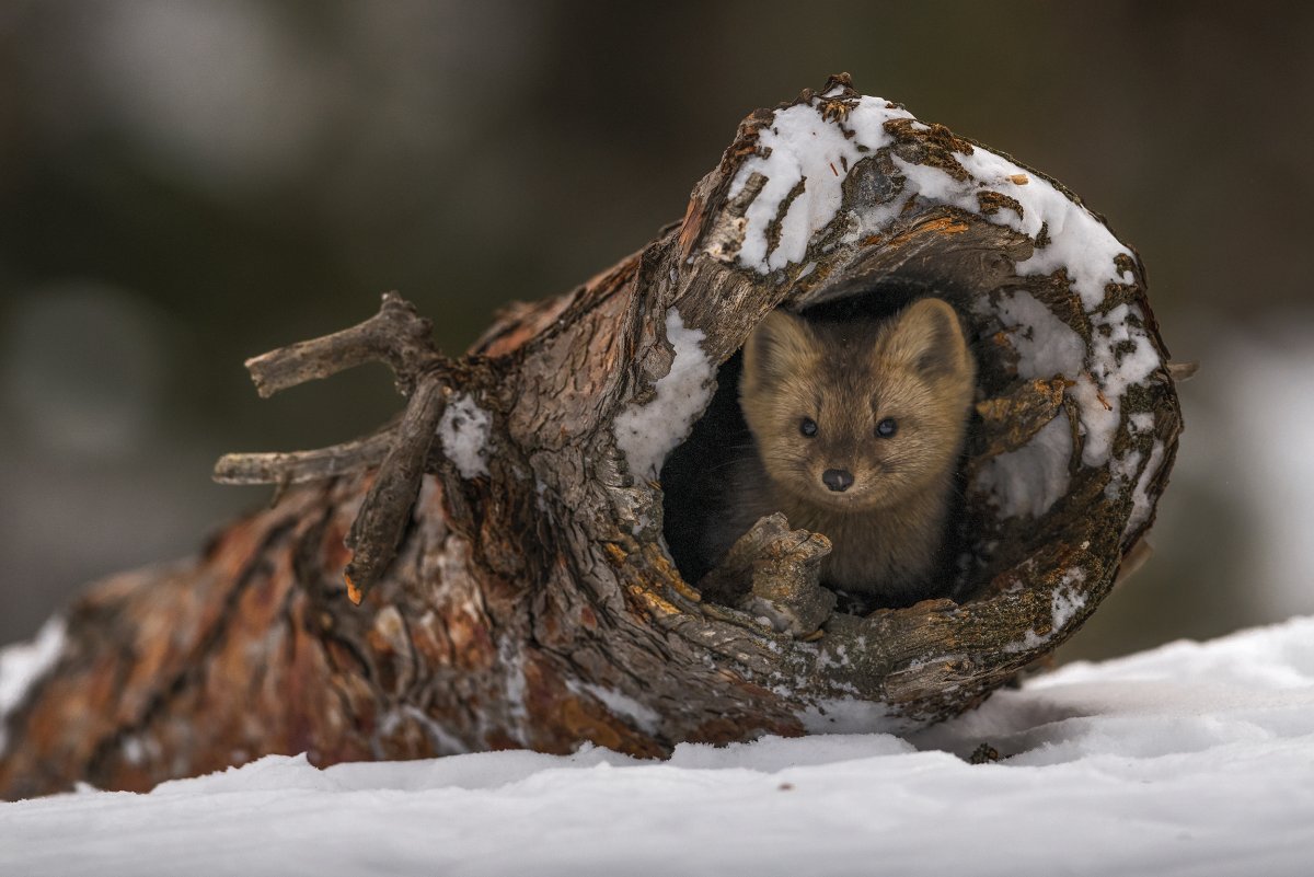 Беловежская пуща куница